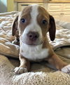 Nestle *THE CHOCOLATE PUPPIES*