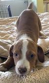 Nestle *THE CHOCOLATE PUPPIES*