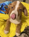 Nestle *THE CHOCOLATE PUPPIES*