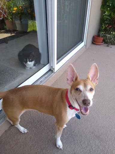 Cookie *Bonded with Princess