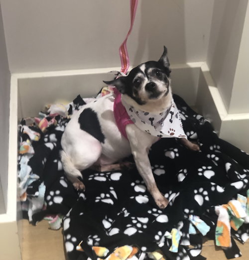 Princess *Bonded with Cookie