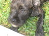 Luckie the Schnauzer