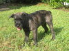 Tigger the Schnauzer Puppy