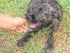 Tigger the Schnauzer Puppy
