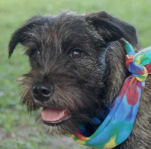 Tigger the Schnauzer Puppy