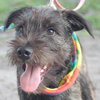 Tigger the Schnauzer Puppy