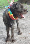 Tigger the Schnauzer Puppy