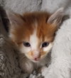 Marshmellow