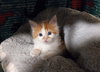 Marshmellow