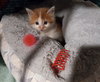 Marshmellow