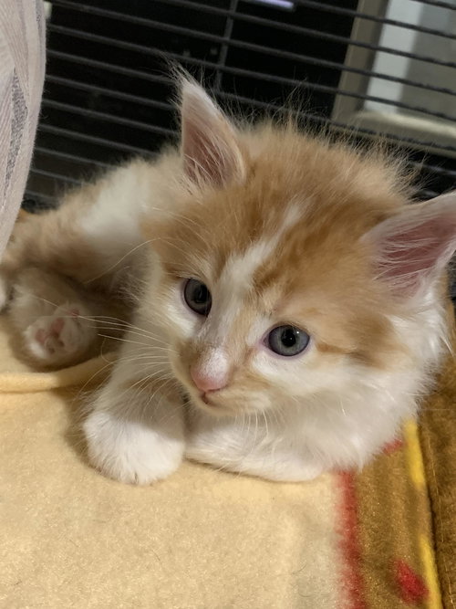 Marshmellow
