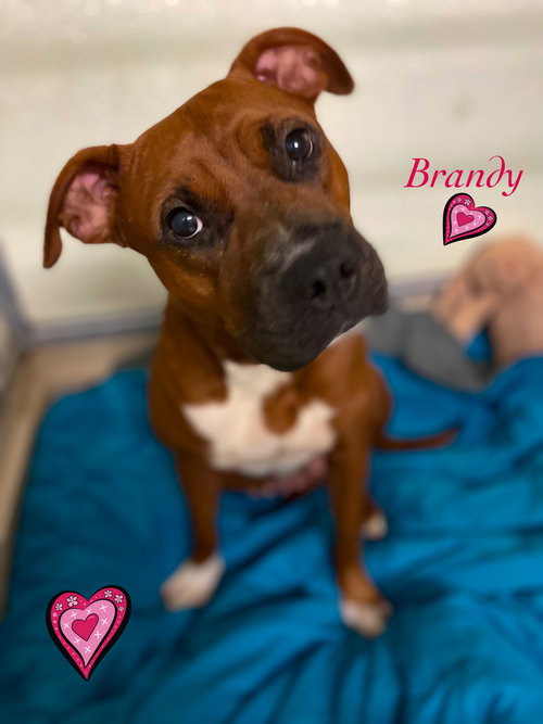 Brandy *THE SMILEY GIRL