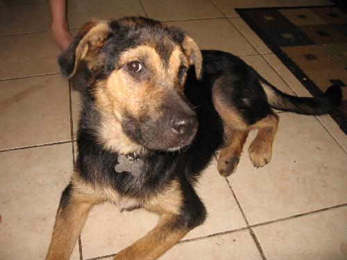 Gunner the Shepherd