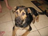 Gunner the Shepherd