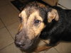 Gunner the Shepherd