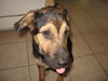 Gunner the Shepherd