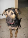 Gunner the Shepherd
