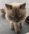 William
