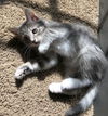 Stella