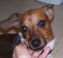 Pippin the Dachshund
