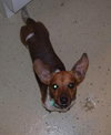 Pippin the Dachshund