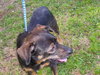 Grigley the Dachshund