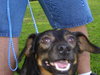 Grigley the Dachshund