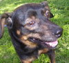 Grigley the Dachshund