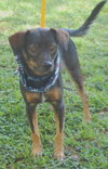 Grigley the Dachshund
