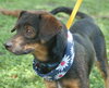 Grigley the Dachshund
