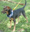 Grigley the Dachshund