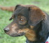 Grigley the Dachshund