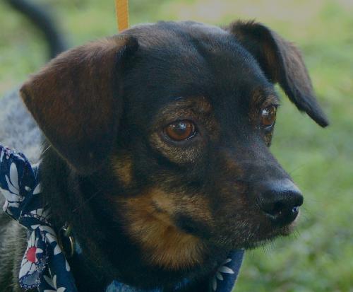 Grigley the Dachshund