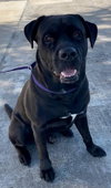 Jocko