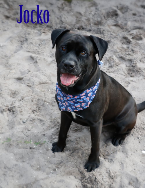Jocko