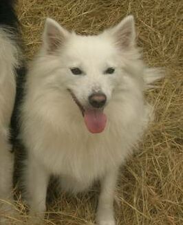 Lilly the American Eskimo