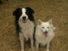 Lilly the American Eskimo