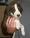 Chandler the Pointer Puppy