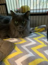 Clone *front declawed*