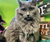 Clone *front declawed*