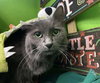 Clone *front declawed*