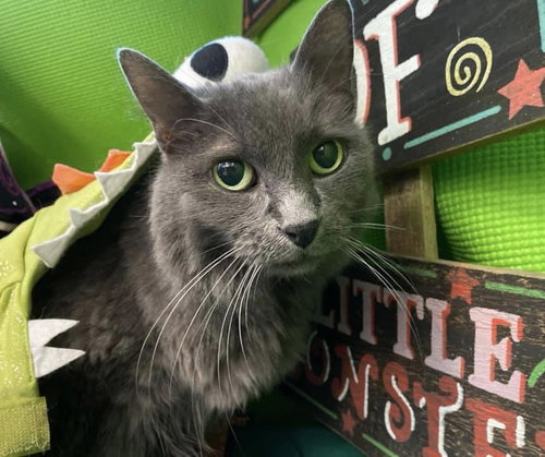 Clone *front declawed*