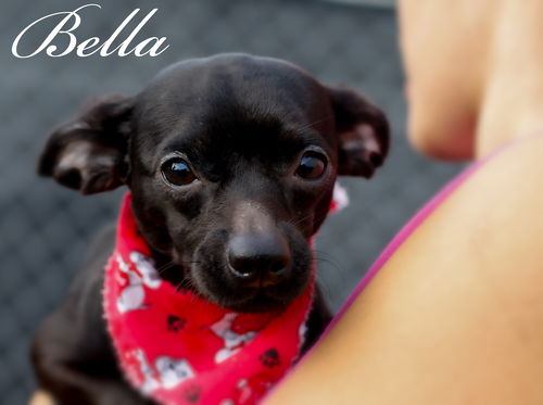 Bella