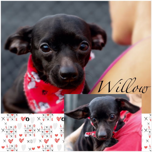 Willow