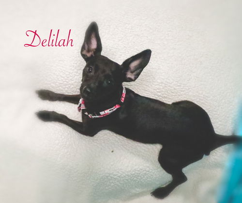 Delilah