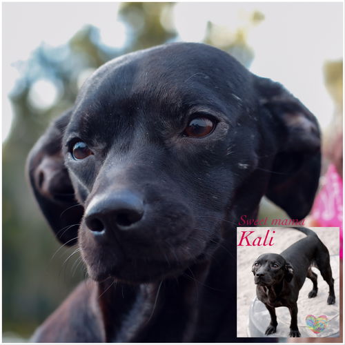 Kali