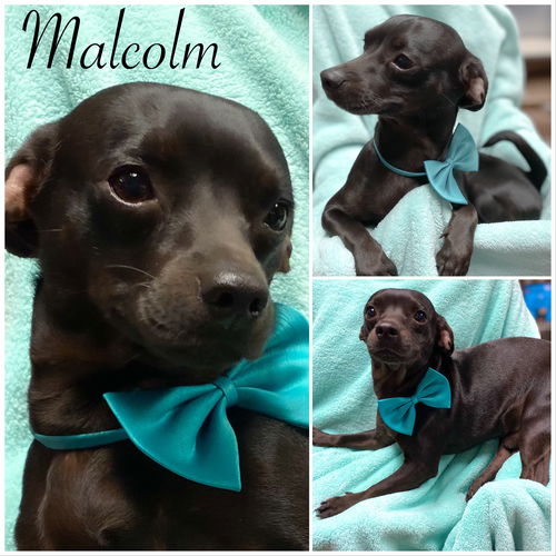 Malcolm