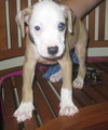 Caulfield the American Bulldog Puppy