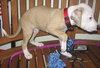 Caulfield the American Bulldog Puppy