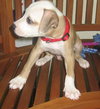 Caulfield the American Bulldog Puppy
